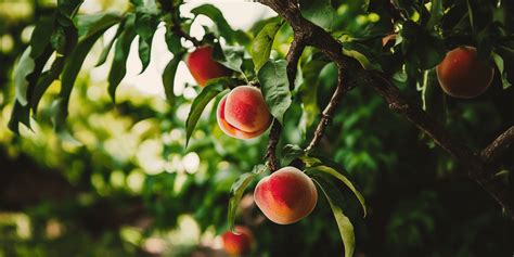 Fertilizing Peaches: A Comprehensive Guide for Booming Fruit