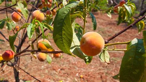 Fertilizing Peaches: A Comprehensive Guide for Bumper Crops