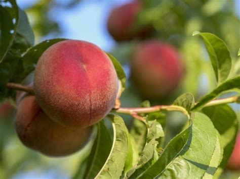 Fertilizing Peaches: A Comprehensive Guide to Growing Luscious Fruit