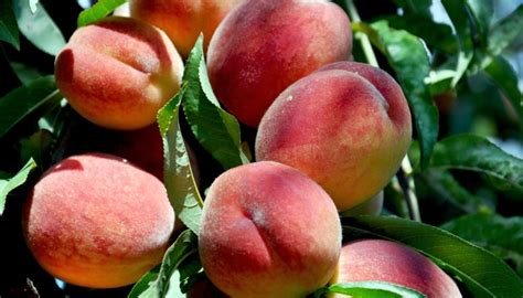 Fertilizing Peaches: The Key to Bountiful Harvests