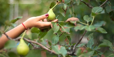 Fertilizing Pear Trees: A 2-Step Guide to Nourish Your Fruiting Beauties