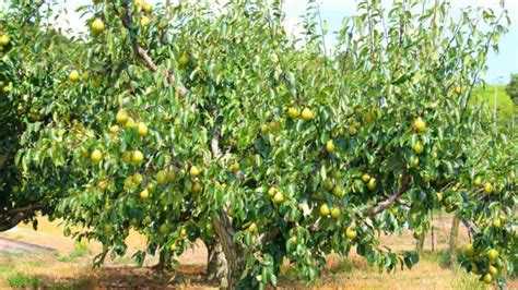 Fertilizing Pear Trees: A Comprehensive Guide for Optimal Tree Health