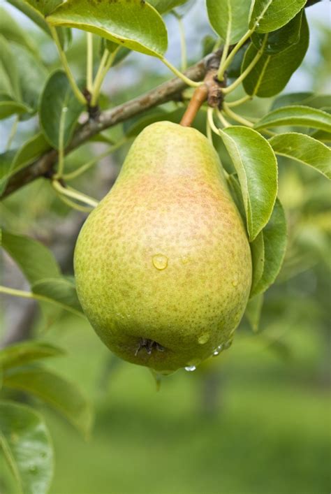 Fertilizing Pear Trees: A Comprehensive Guide to Maximizing Yields