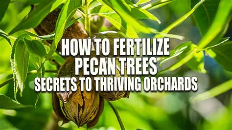 Fertilizing Pecan Trees: A Comprehensive Guide to Maximize Yield