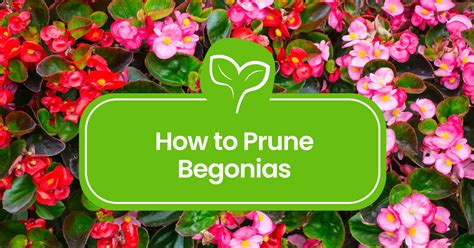 Fertilizing Pendula Begonias: A 3-Step Guide to Beautiful Blooms