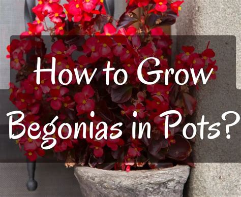 Fertilizing Pendula Begonias: A Comprehensive Guide