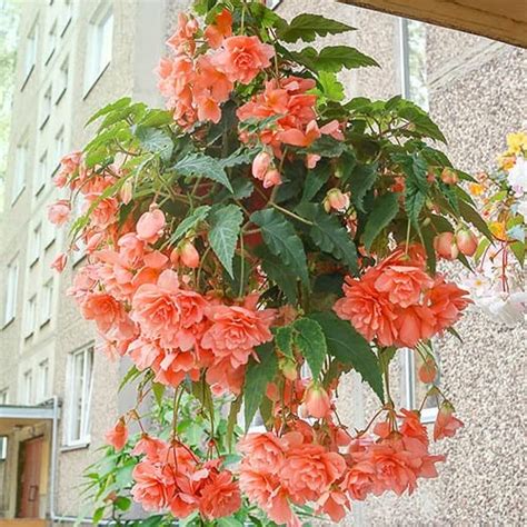 Fertilizing Pendula Begonias: A Comprehensive Guide to Nurturing Your Hanging Beauties