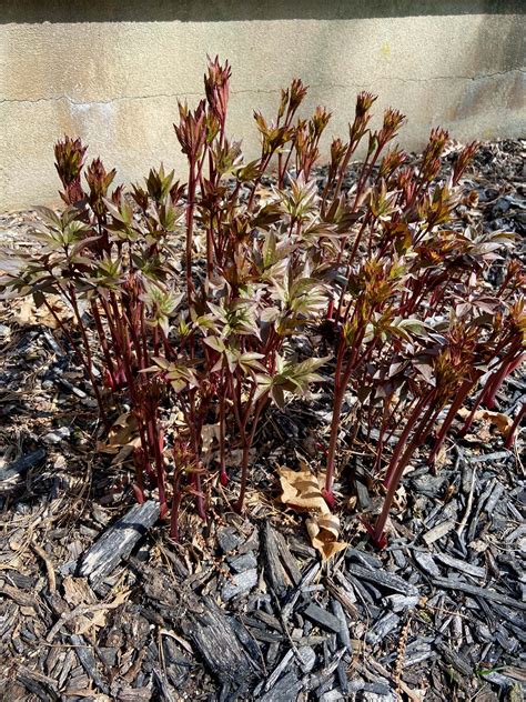 Fertilizing Peonies: 5 Key Steps to Boost Bloom and Vigor