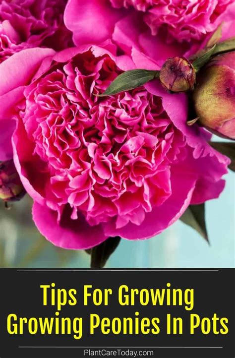 Fertilizing Peonies: A Comprehensive Guide