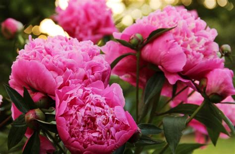 Fertilizing Peonies: A Comprehensive Guide for Optimal Growth and Vibrant Blooms