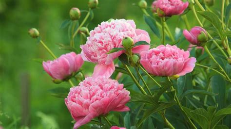 Fertilizing Peonies: A Comprehensive Guide to Boost Blooms and Health