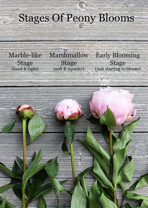 Fertilizing Peonies: The 5-Step Guide to Stunning Blooms