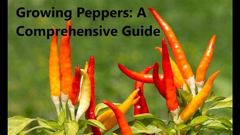 Fertilizing Peppers: A Comprehensive Guide