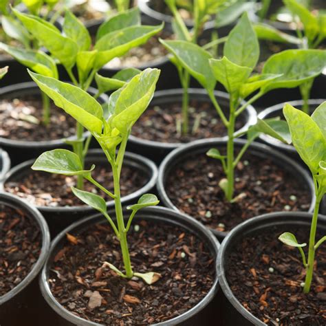 Fertilizing Peppers: The Ultimate 101 Guide