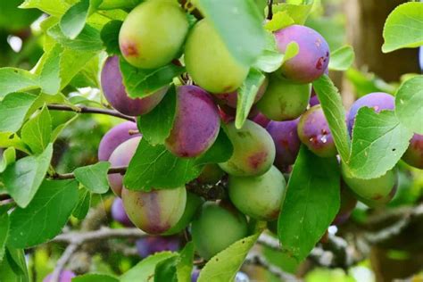 Fertilizing Plum Trees: A 3-Step Guide to Maximize Fruit Production