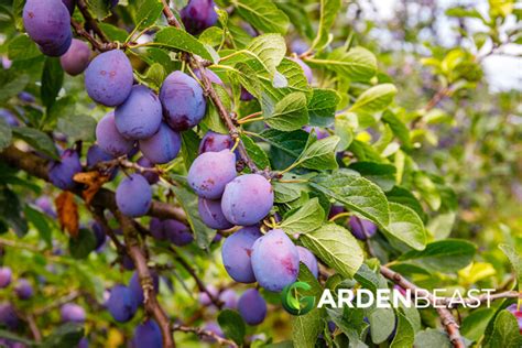 Fertilizing Plum Trees: A Comprehensive Guide for 2023