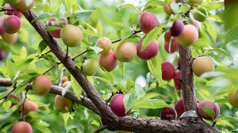 Fertilizing Plum Trees: A Comprehensive Guide to Enhance Fruit Production