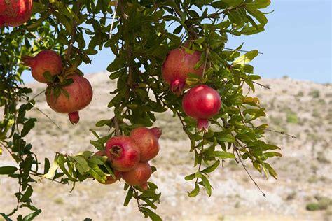 Fertilizing Pomegranate Trees: A Comprehensive Guide to 12 Key Nutrients