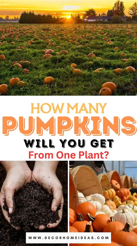 Fertilizing Pumpkins: A Comprehensive Guide for Bountiful Harvests