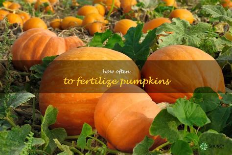 Fertilizing Pumpkins: A Comprehensive Guide to Maximizing Yield and Quality