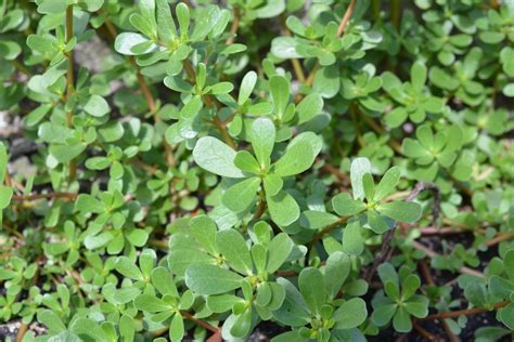 Fertilizing Purslane: 8 Surprising Ways to Enhance Its Growth and Yield