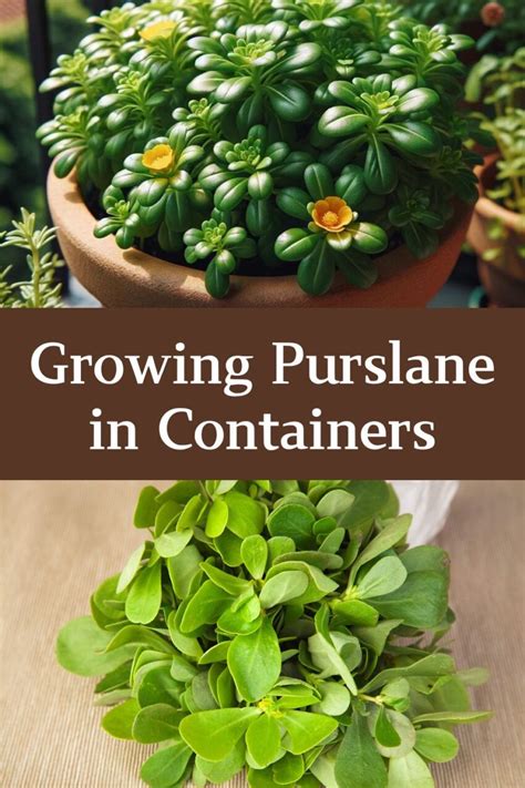 Fertilizing Purslane: A Comprehensive Guide to Maximizing Growth and Yield