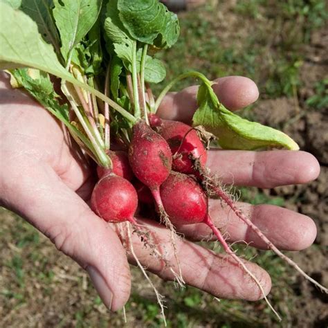 Fertilizing Radishes: A Comprehensive Guide