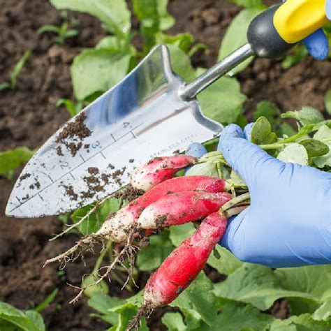 Fertilizing Radishes: A Comprehensive Guide to Maximizing Yields