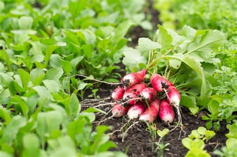 Fertilizing Radishes: Unleashing the 3 Secrets to Supersize Your Harvest