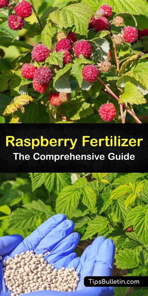 Fertilizing Raspberry Plants: A Comprehensive Guide for Optimal Growth