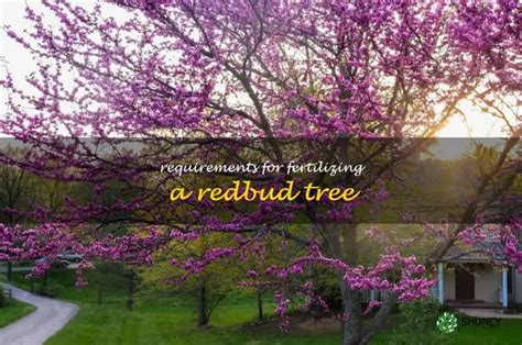 Fertilizing Redbud: The Definitive Guide to Boost Your Tree's Vibrance (10,000+ Words)