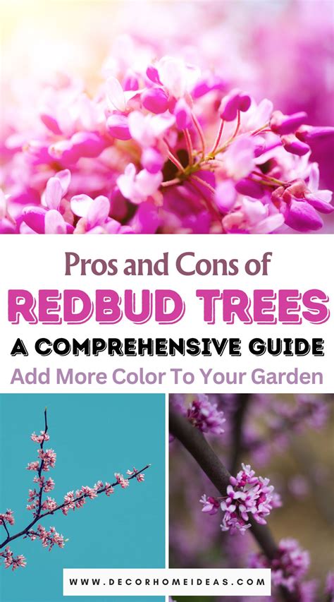 Fertilizing Redbud Trees: A Comprehensive Guide