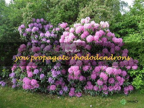 Fertilizing Rhododendrons: A 10-Step Guide for Lush Blooms