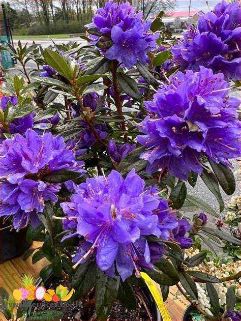 Fertilizing Rhododendrons: A Comprehensive Guide