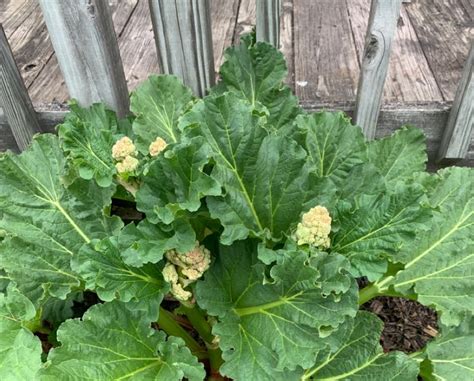 Fertilizing Rhubarb: A 5-Step Guide to Maximize Growth