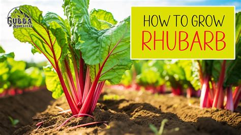 Fertilizing Rhubarb 2023: A Comprehensive Guide