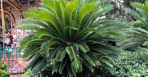 Fertilizing Sago Palms: 11 Key Steps and 5 Essential Tips for Lush Foliage