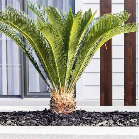 Fertilizing Sago Palms: A 4-Step Guide to Thriving Cycads