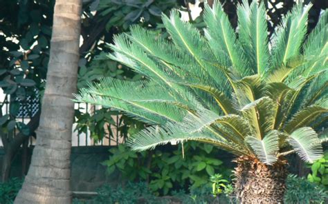 Fertilizing Sago Palms: A Comprehensive Guide for Plant Health and Vigor