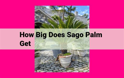 Fertilizing Sago Palms: A Comprehensive Guide to Optimal Growth