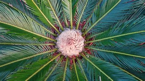 Fertilizing Sago Palms: The Ultimate 2025 Guide