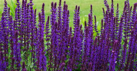 Fertilizing Salvia: A Comprehensive Guide to Optimizing Growth and Bloom