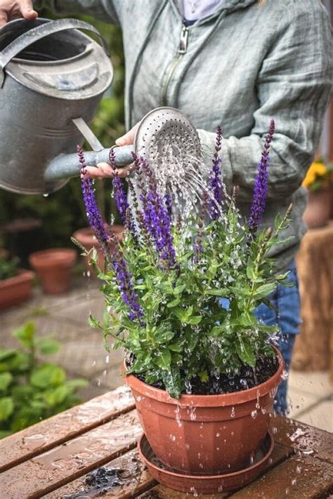 Fertilizing Salvia for a Stunning Garden in 3 Simple Steps