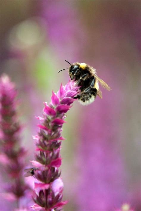 Fertilizing Savia: The Ultimate Guide to Blooming Ecosystems