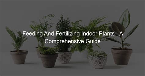 Fertilizing Seedlings: A Comprehensive Guide