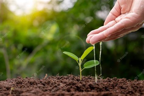 Fertilizing Seedlings: A Comprehensive Guide to Nourishing Your Young Plants