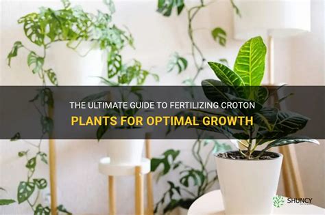 Fertilizing Seedlings: The Ultimate Guide for Optimal Growth