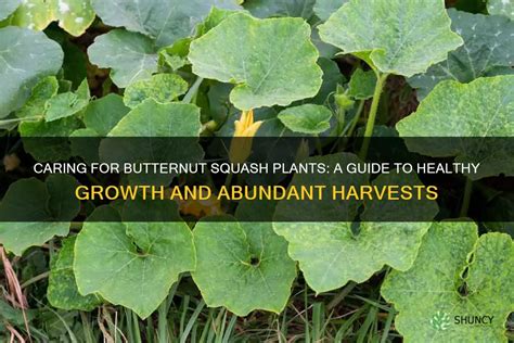 Fertilizing Squash: A Comprehensive Guide for Abundant Harvests