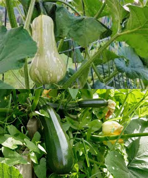 Fertilizing Squash: A Comprehensive Guide to Maximizing Your Harvest