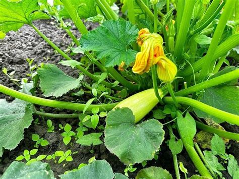 Fertilizing Squash: A Guide to Maximizing Yield